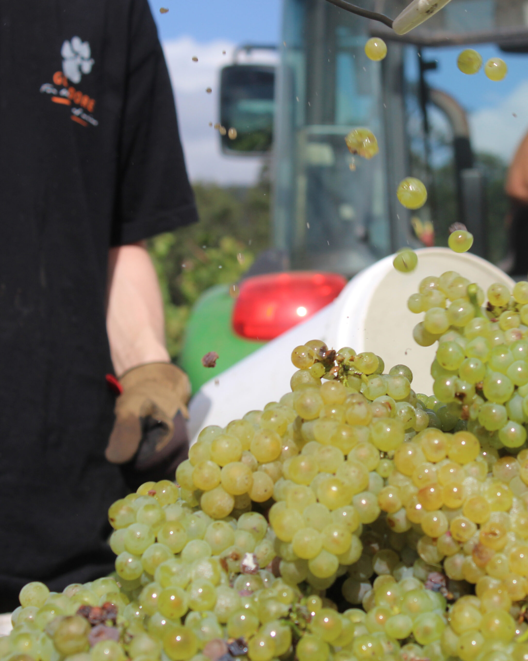 Picking day 2027 Glandore Wines Hunter Valley Picking day 2027 Glandore Wines Hunter Valley